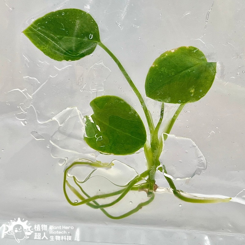 PlantHero