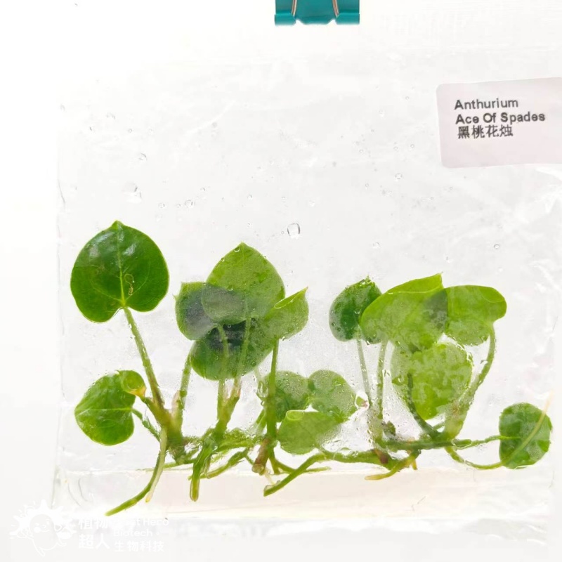 PlantHero