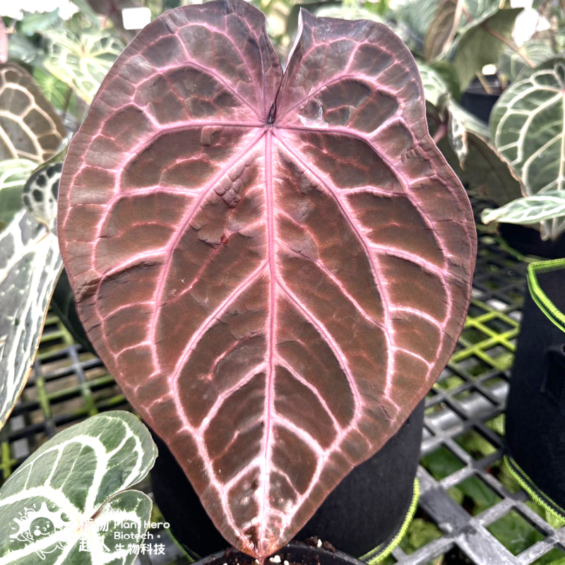 PlantHero