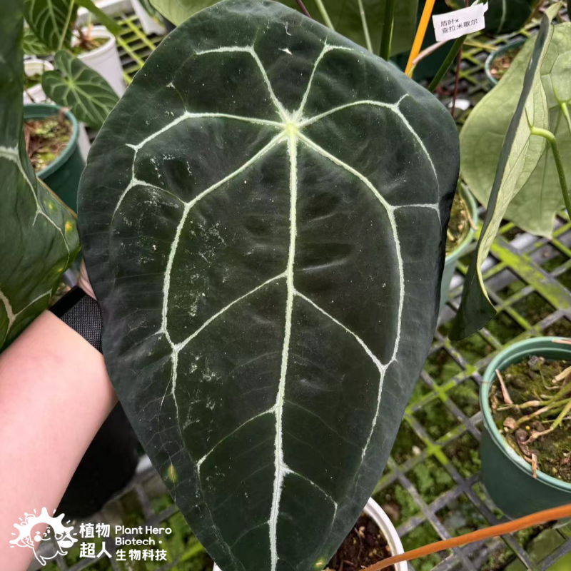 PlantHero