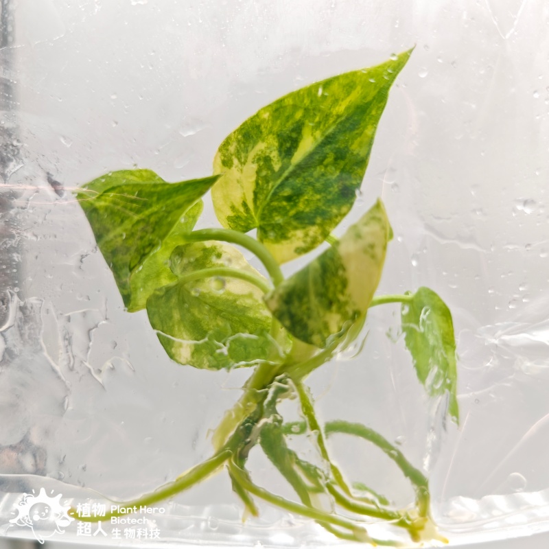 PlantHero