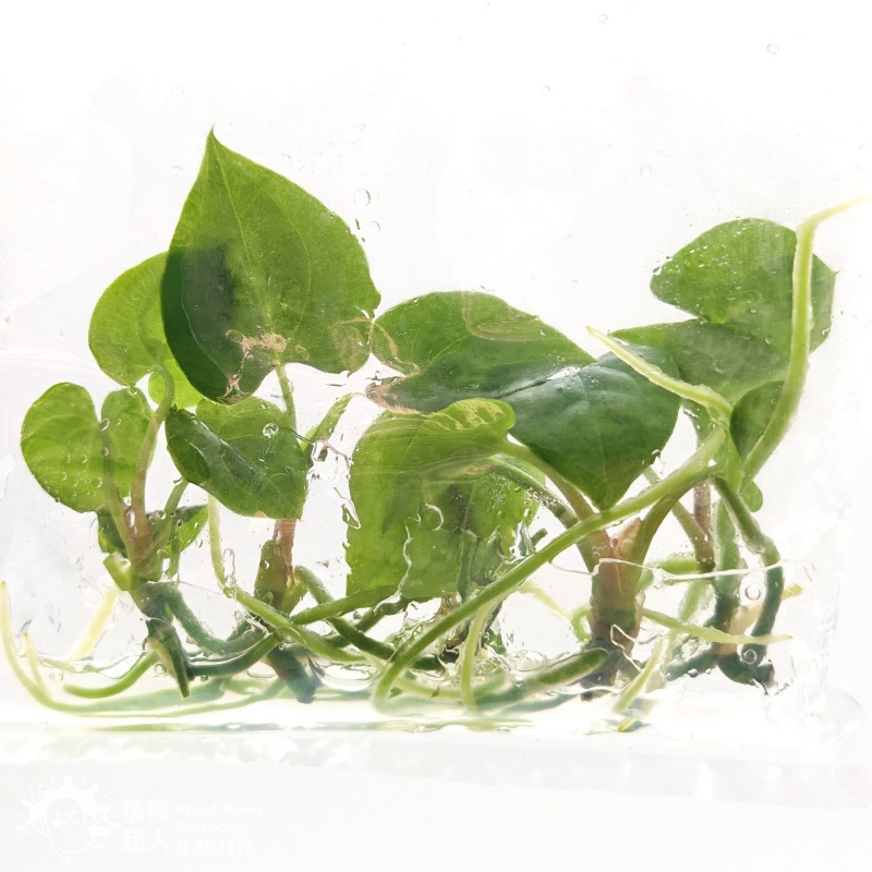 PlantHero