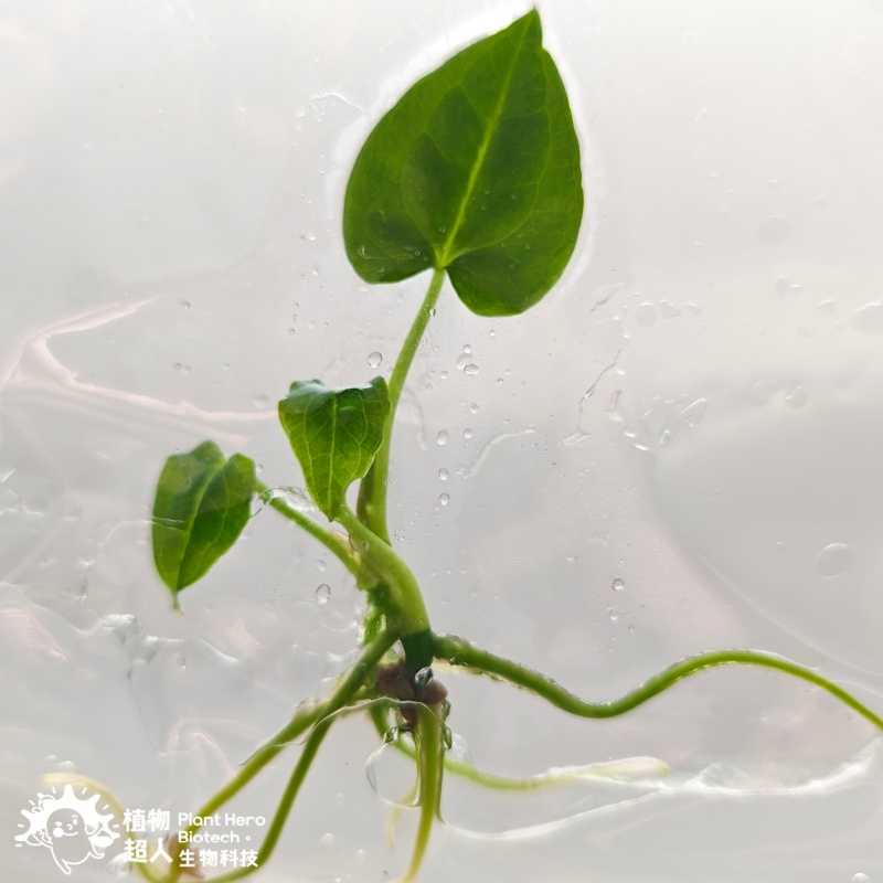 PlantHero