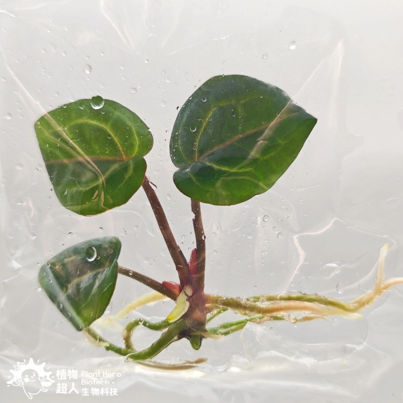 PlantHero