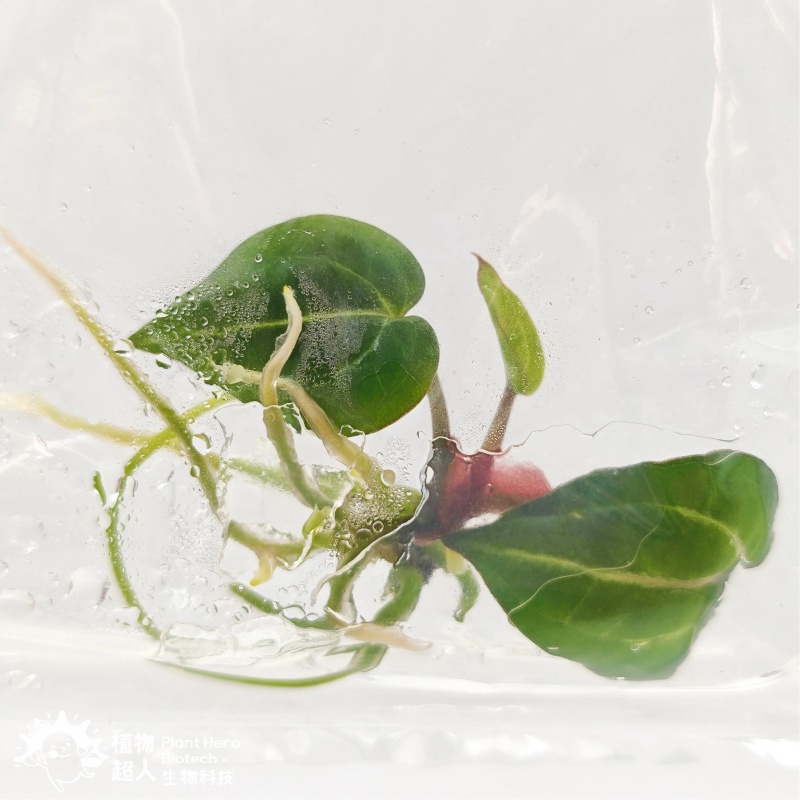 PlantHero