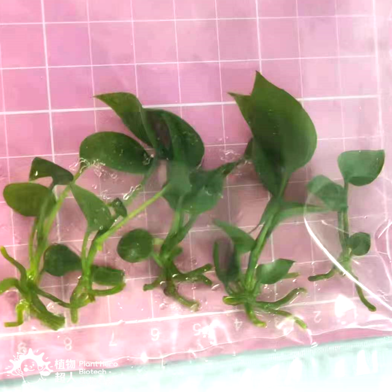 PlantHero