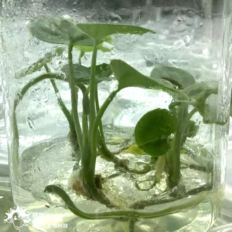 PlantHero