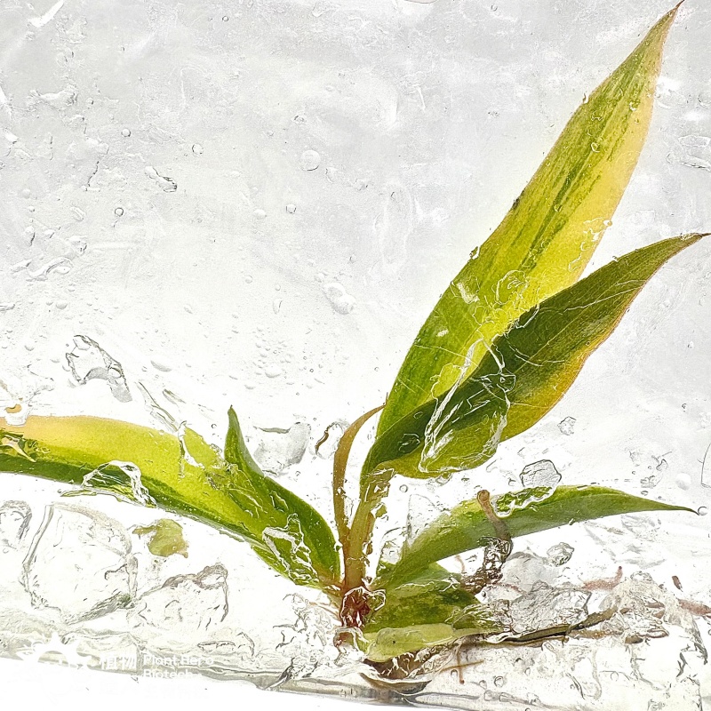 PlantHero