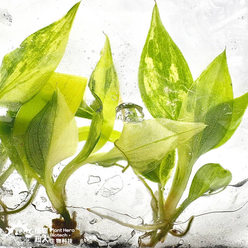 PlantHero