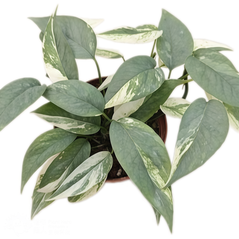 PlantHero