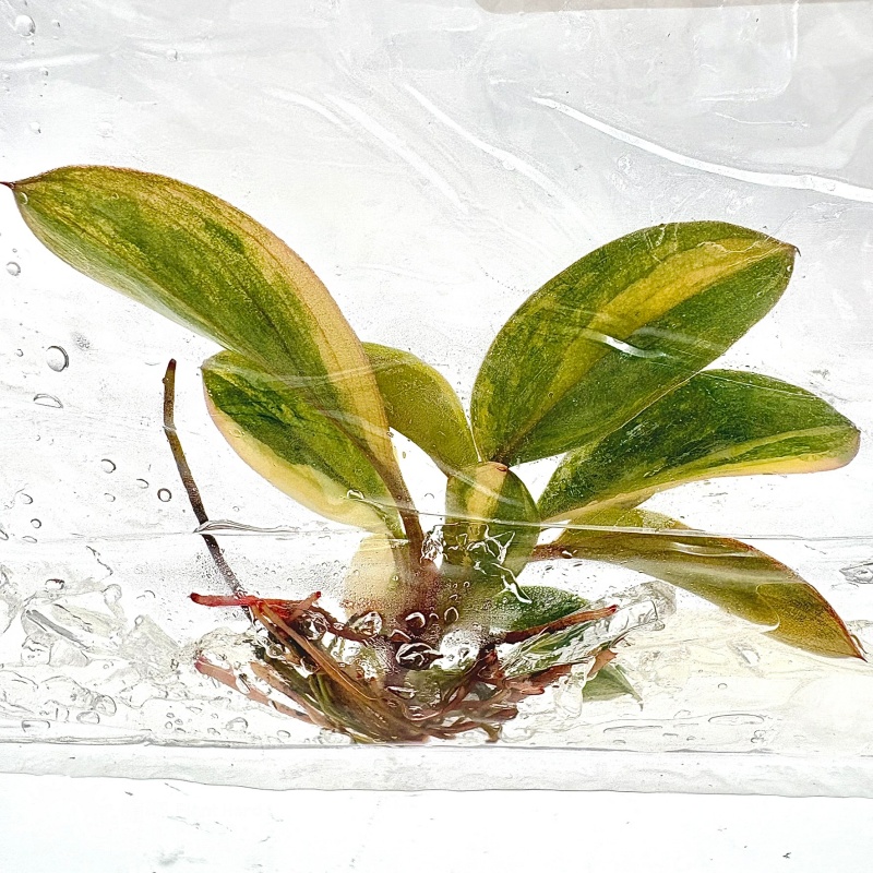 PlantHero