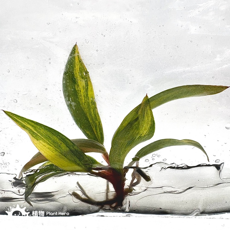 PlantHero