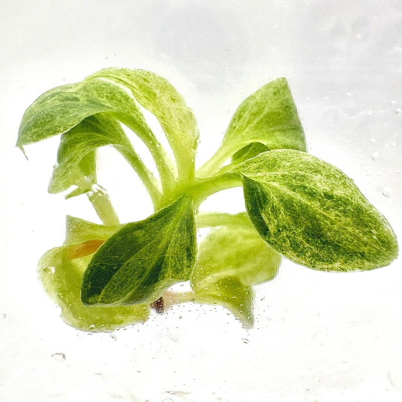 PlantHero