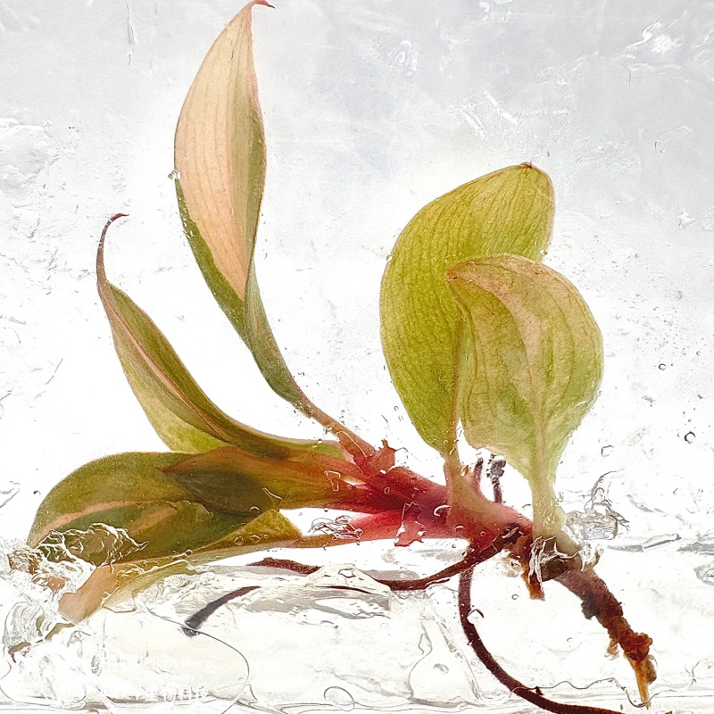 PlantHero