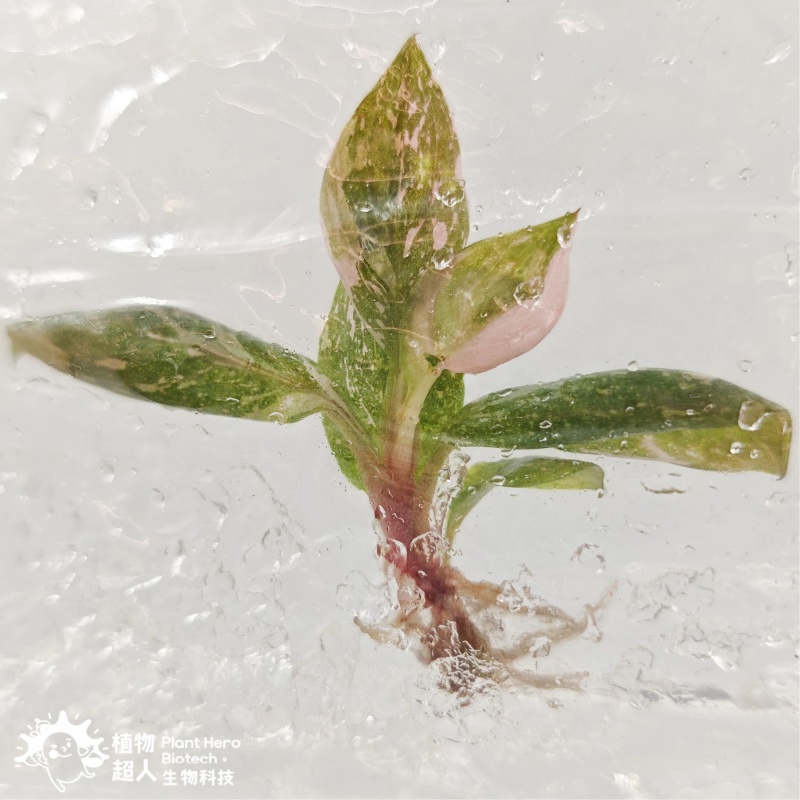 PlantHero