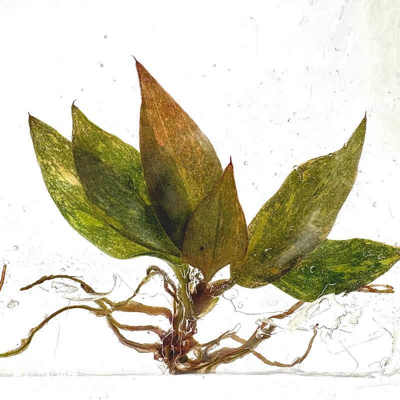 PlantHero