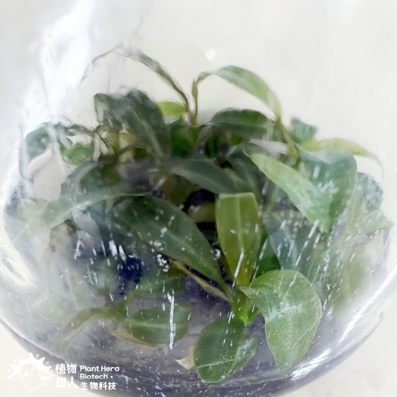 PlantHero
