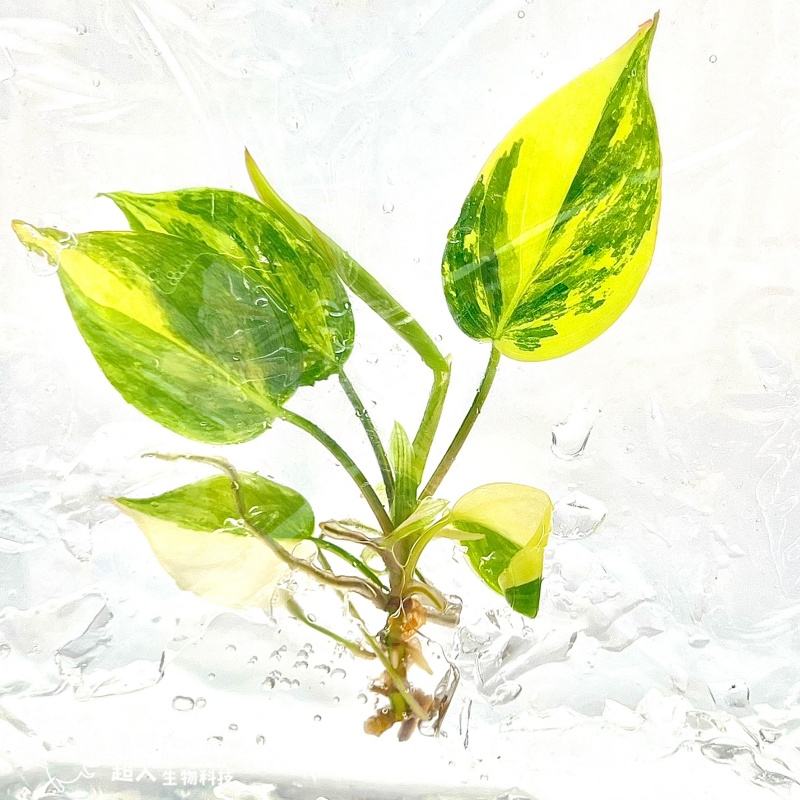 PlantHero