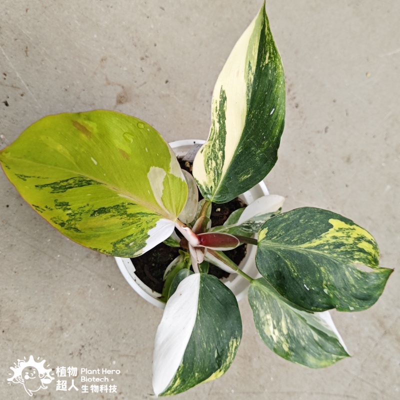 PlantHero