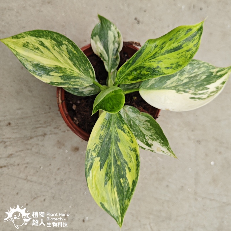 PlantHero