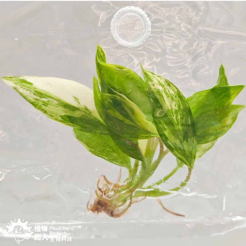 PlantHero