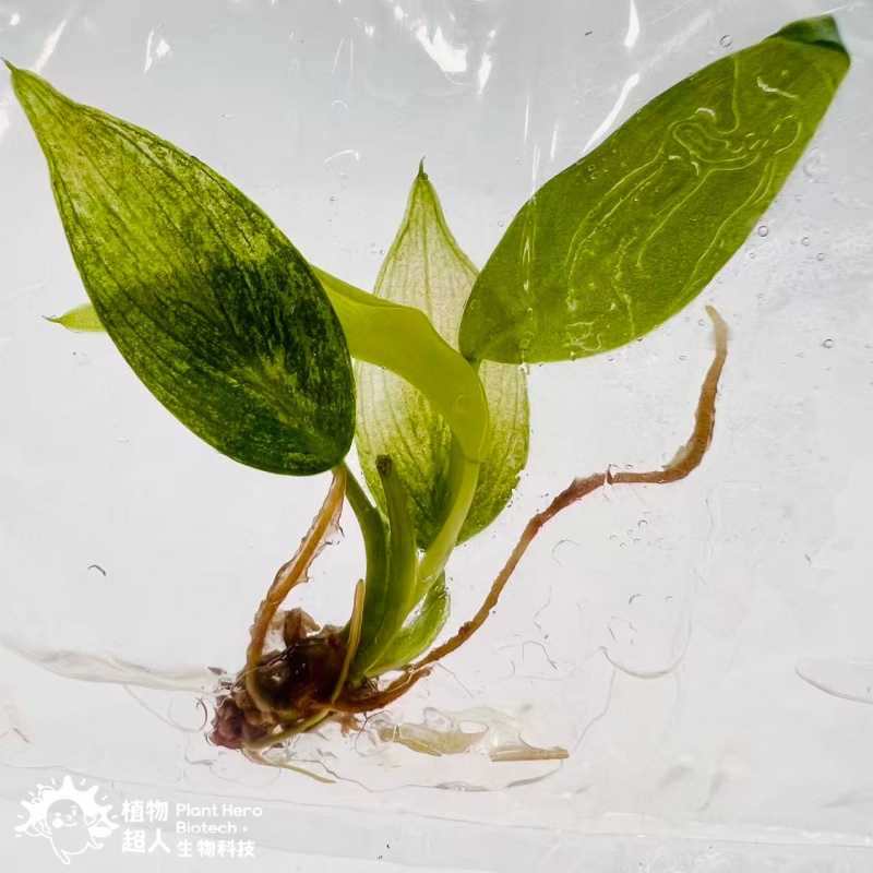 PlantHero