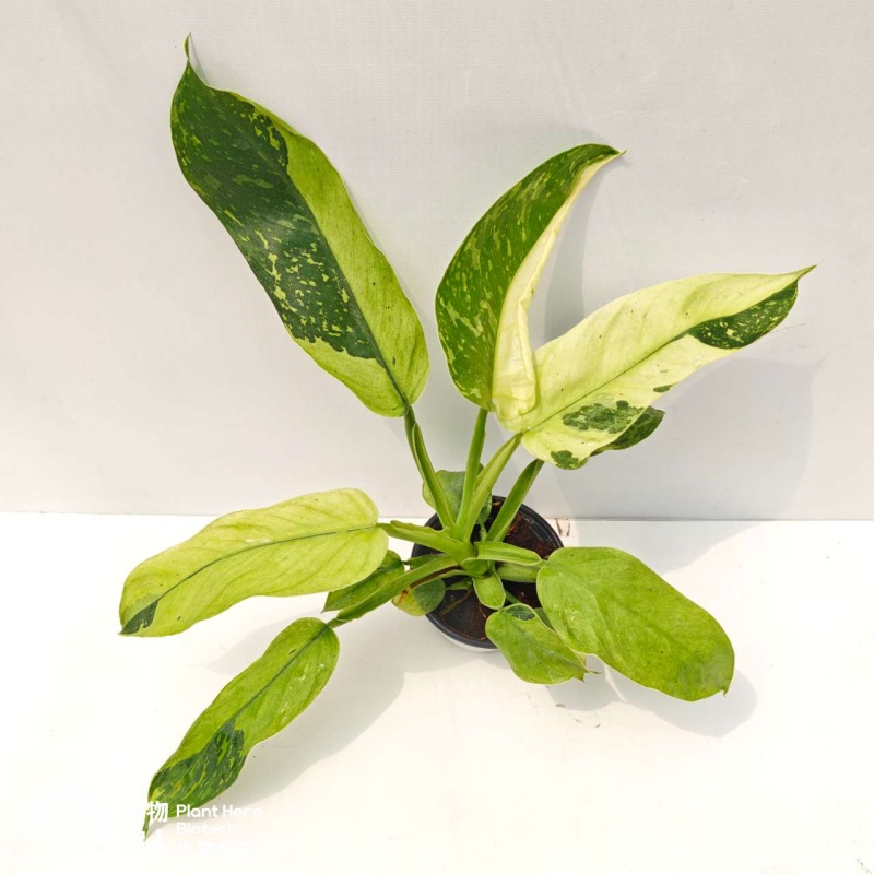 PlantHero