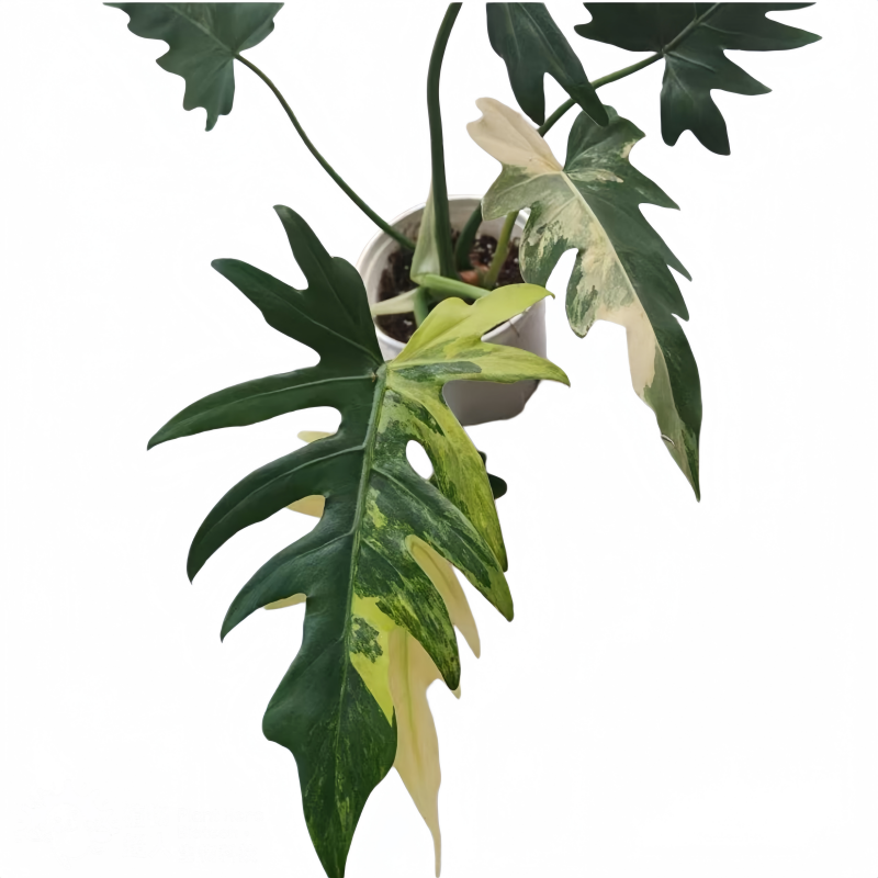 PlantHero