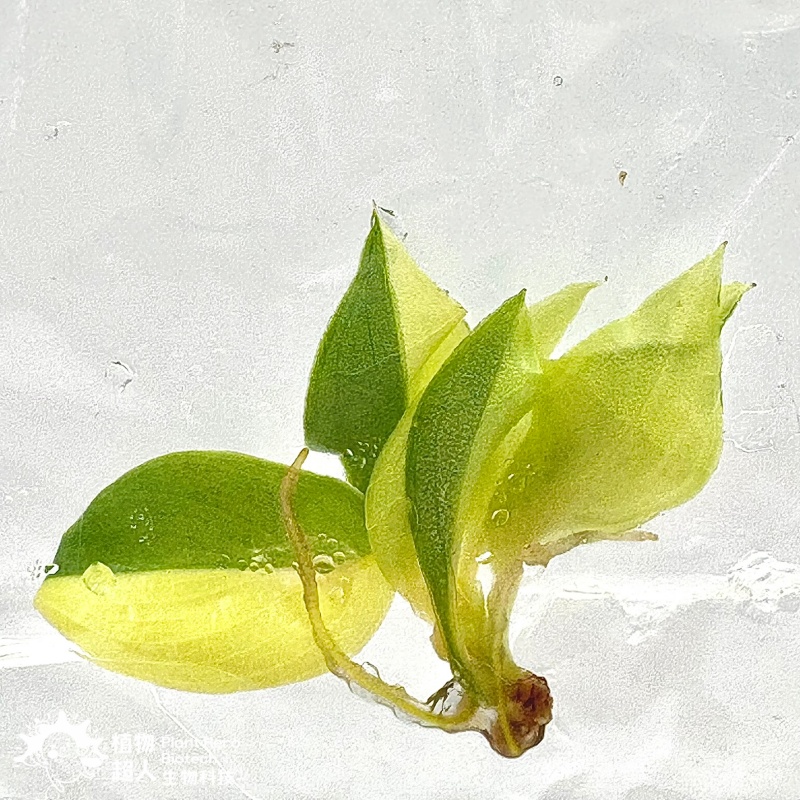 PlantHero