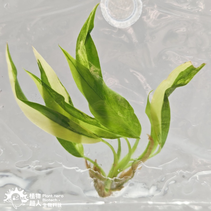 PlantHero