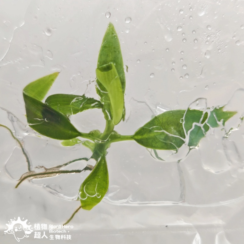 PlantHero
