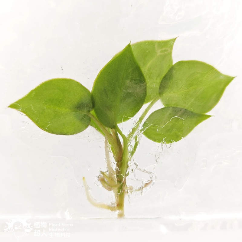 PlantHero