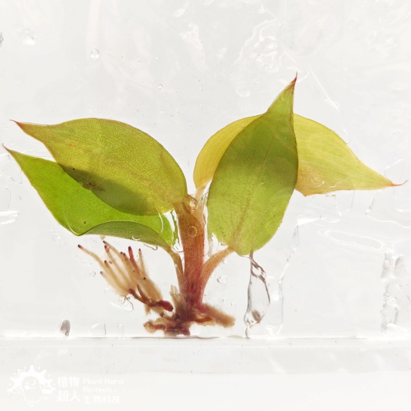 PlantHero