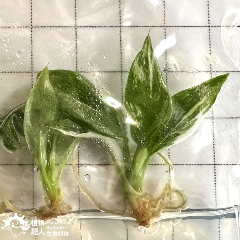 PlantHero