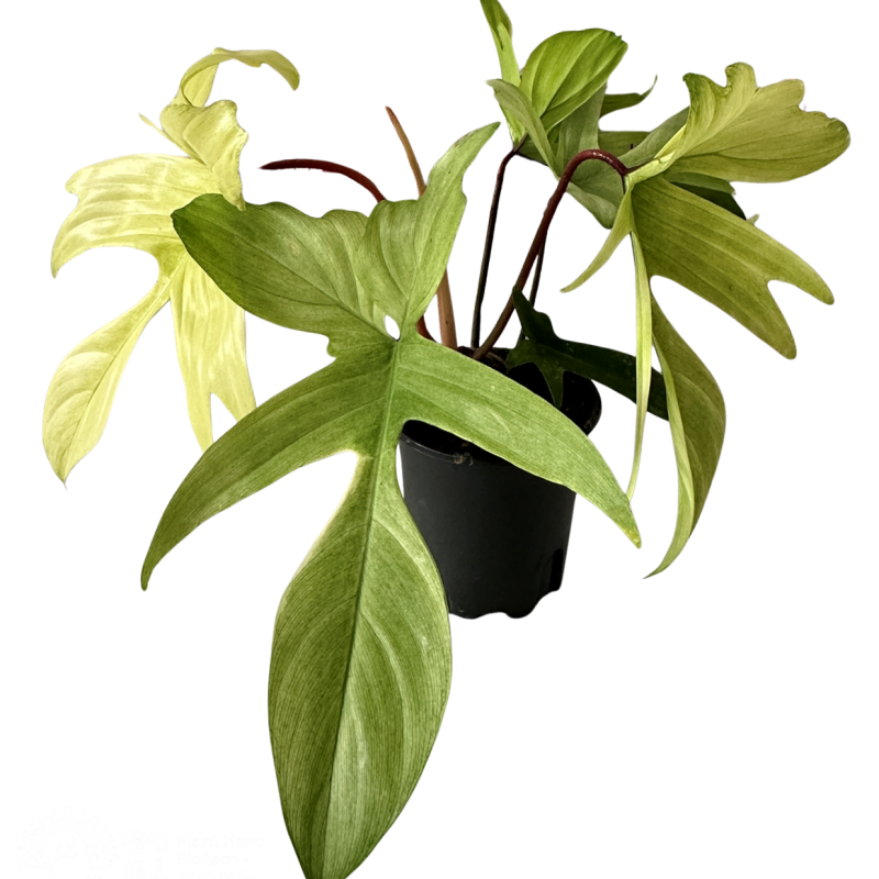 PlantHero