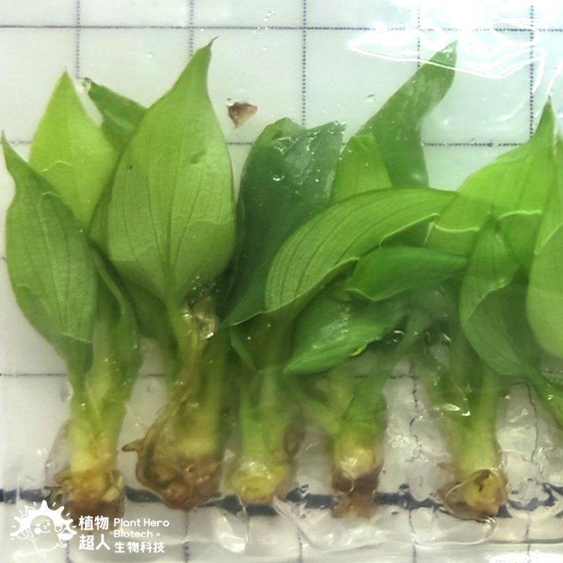 PlantHero