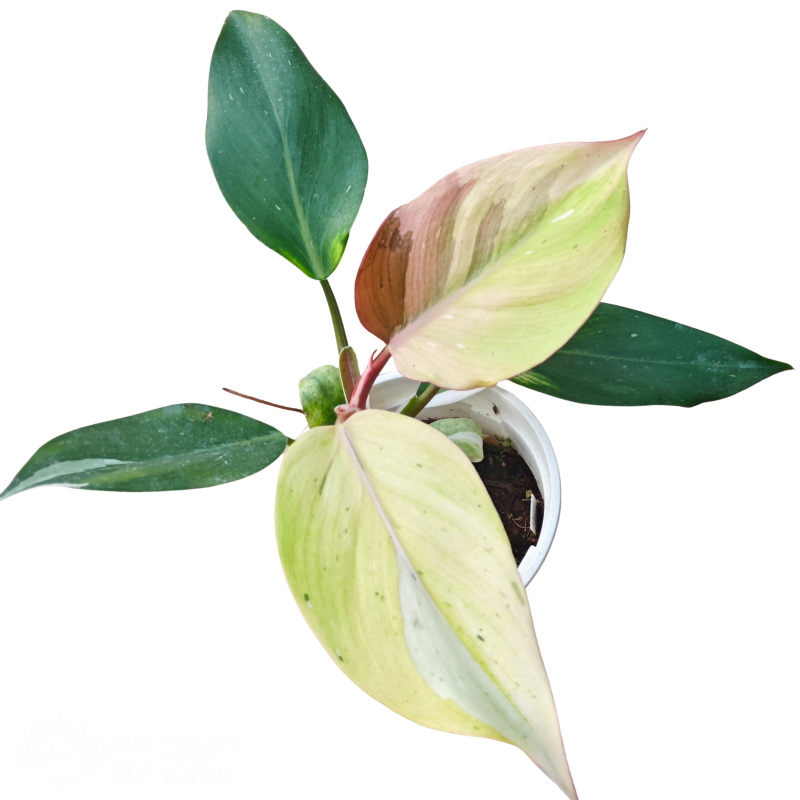PlantHero