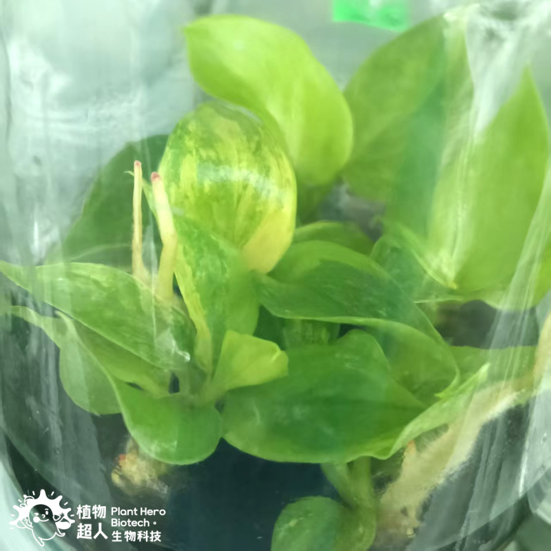 PlantHero