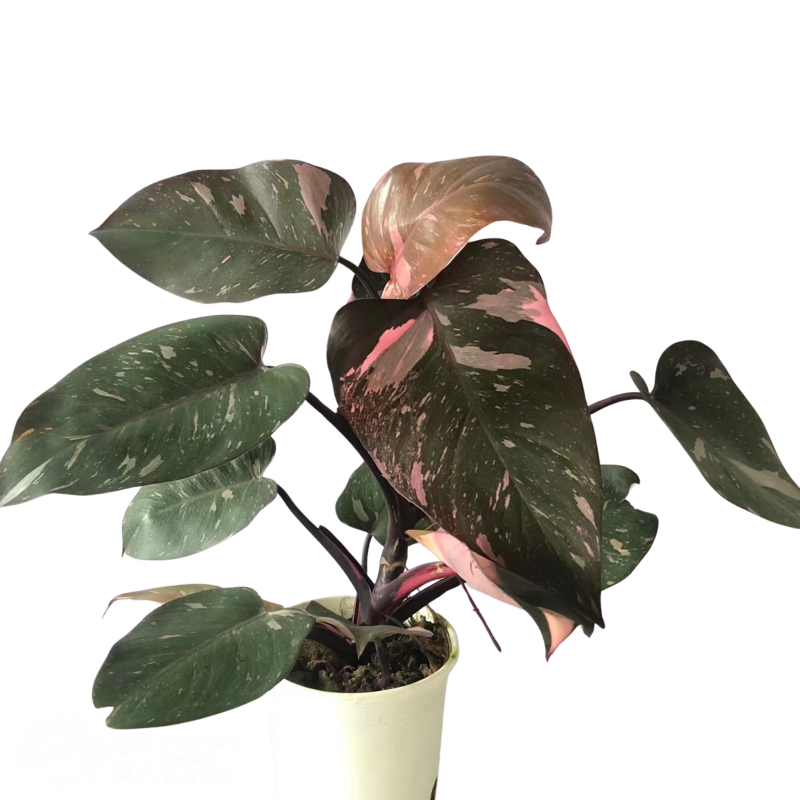 PlantHero
