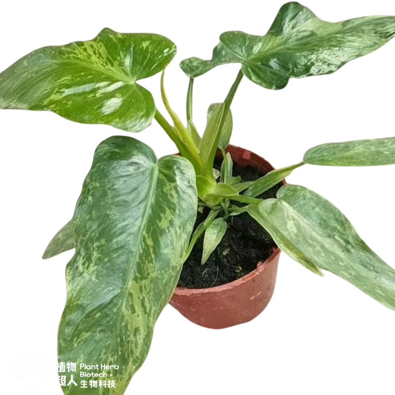 PlantHero