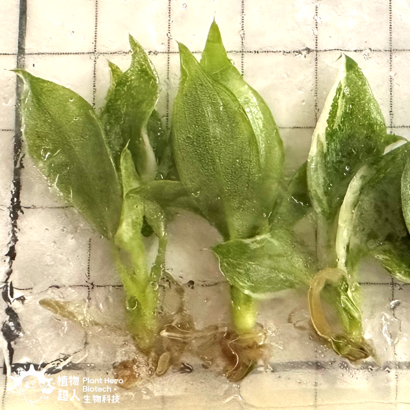 PlantHero