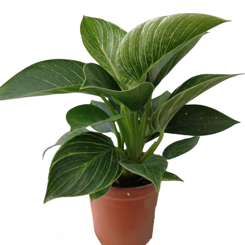 PlantHero