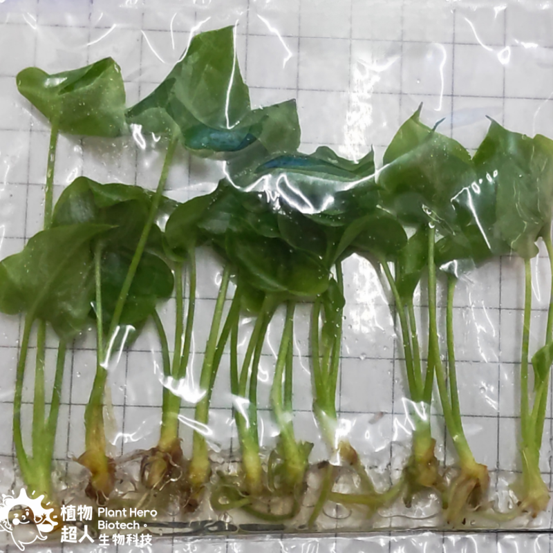 PlantHero