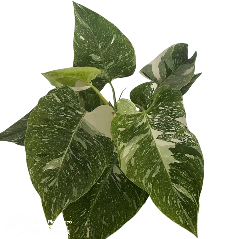 PlantHero
