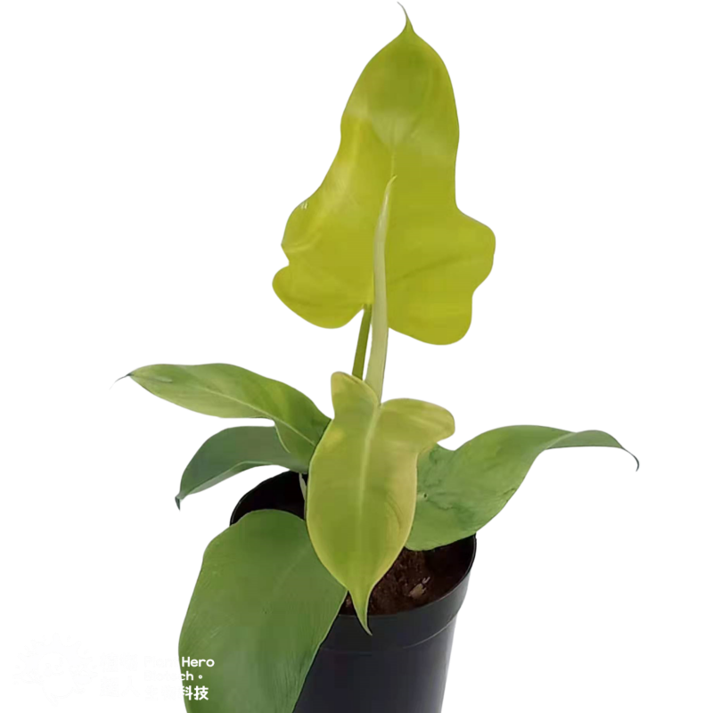 PlantHero