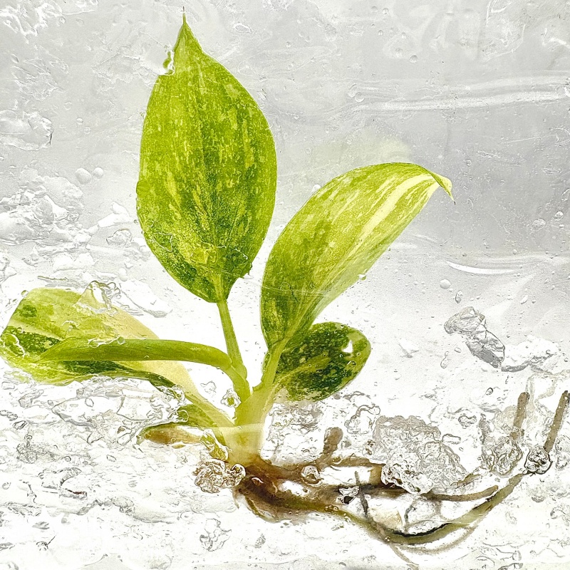 PlantHero