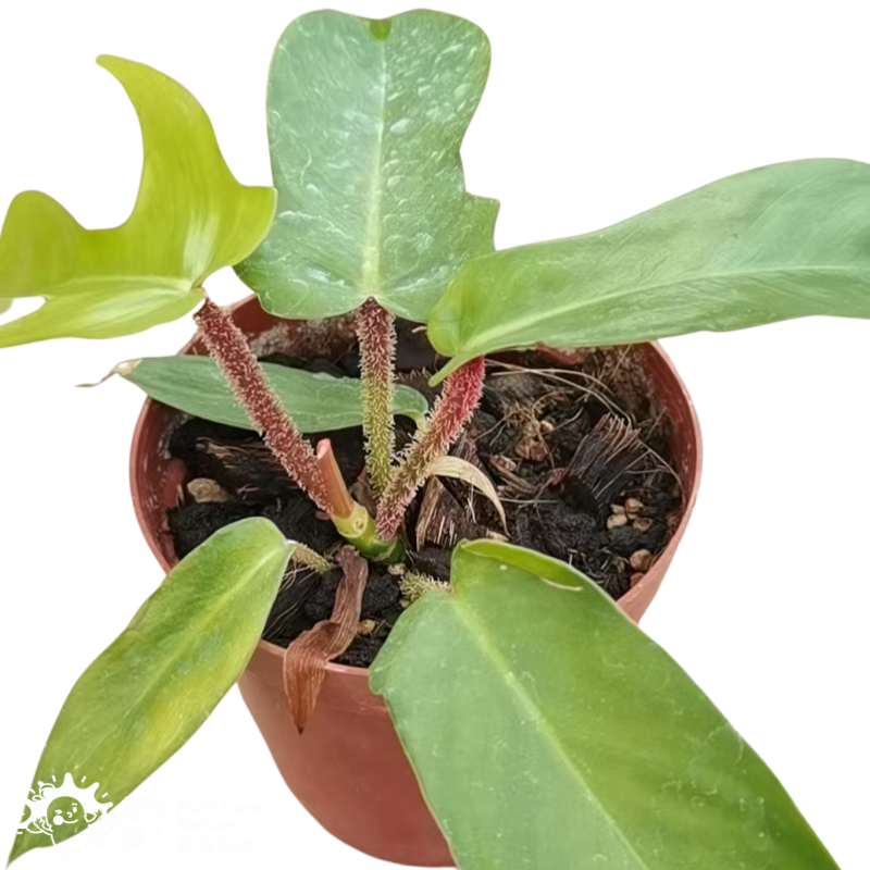 PlantHero