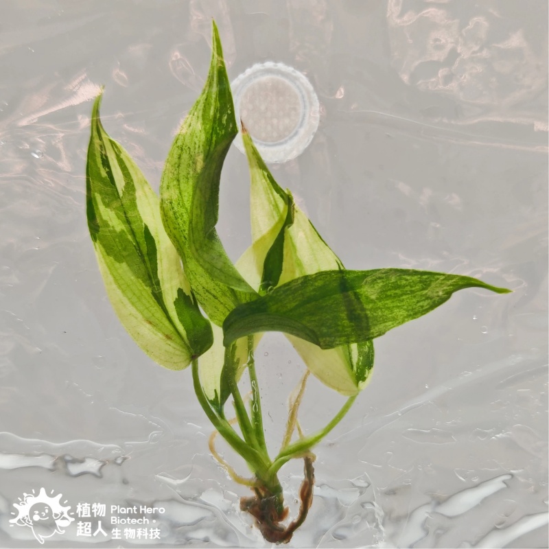 PlantHero