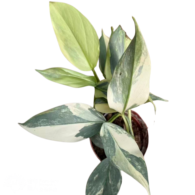 PlantHero