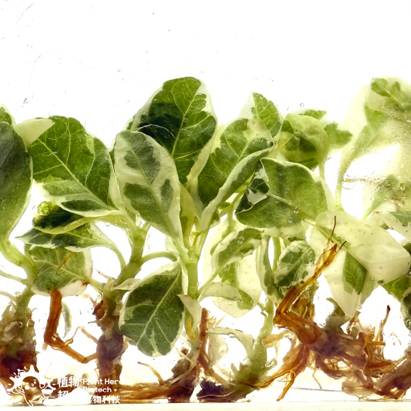 PlantHero